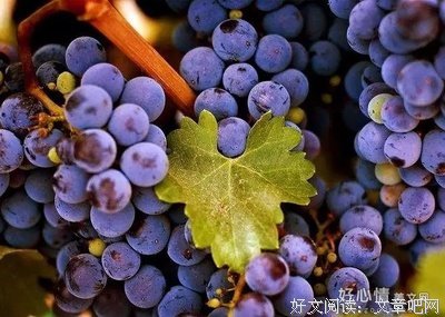 《心声》经典语录