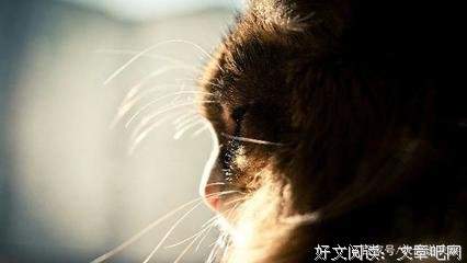 描写坚定不移的语句摘抄