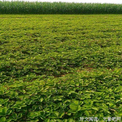 关于掩护的优美句子