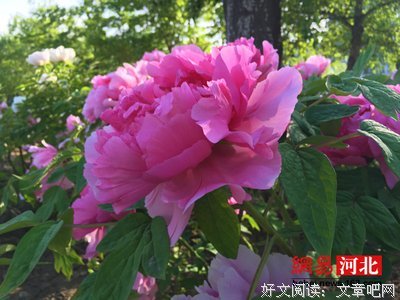 国色天香的名言_关于国色天香的名言