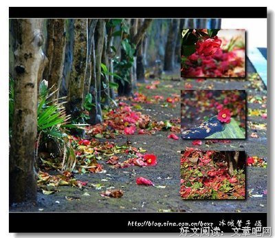 细雨下点碎落花声的读后感大全