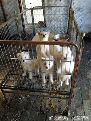 《丰山犬》观后感摘抄