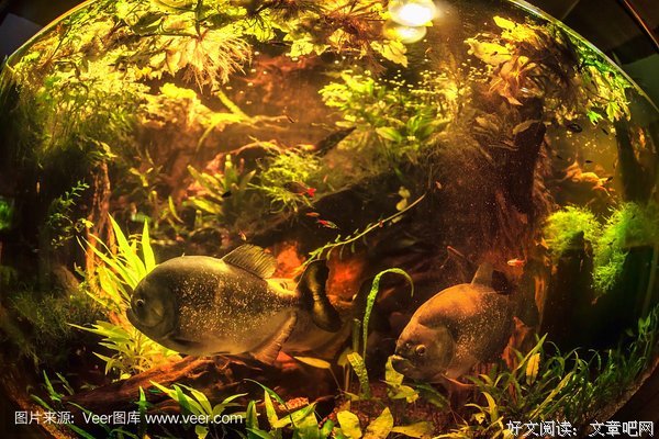 《食人鱼3DD》影评摘抄