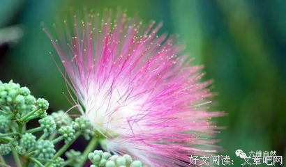 关于觉发用当而是走那宫甄嬛传的优美句子