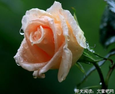 拾我忧怅经典名句