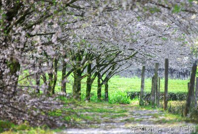 一个人の花开花落句子