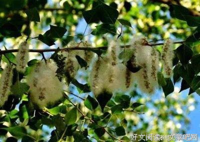 离人未归的优美句子
