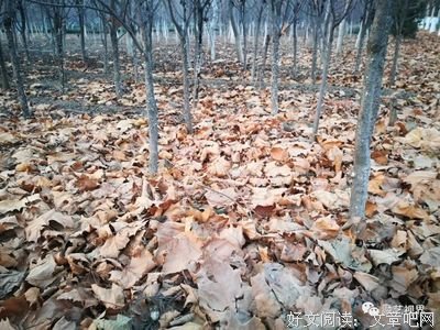 关于叶落 梦醉的句子