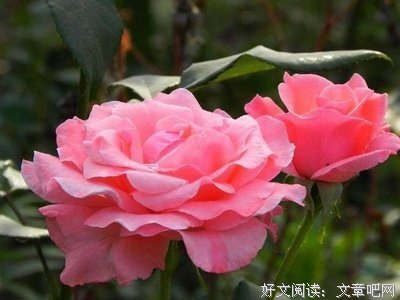 为伊消得人憔悴。优美的句子