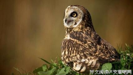 纪绮贞句子