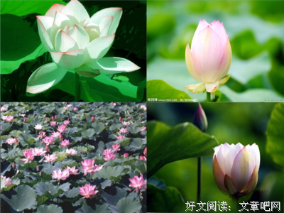 《喜欢句》的句子