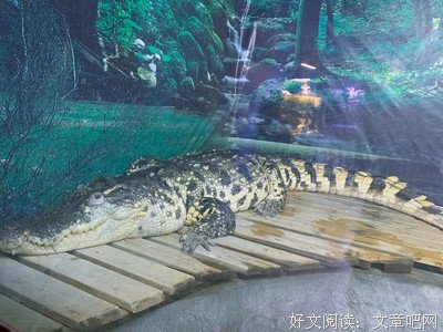 2019加肥猫的名言