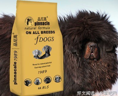 雪地藏獒读后感精选
