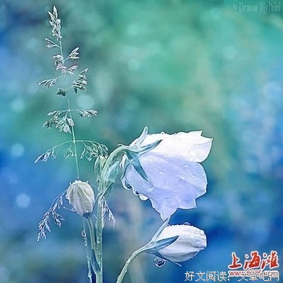 感情优美的句子