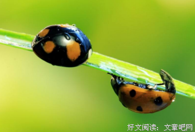 虚构家族的读后感大全