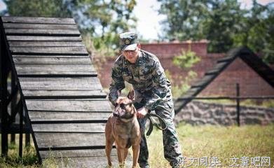 有关小野狗的句子