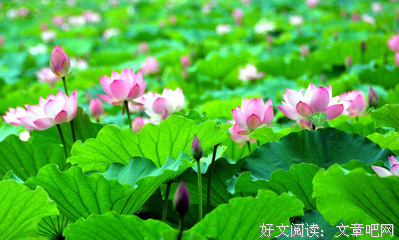 关于叶良辰的名言