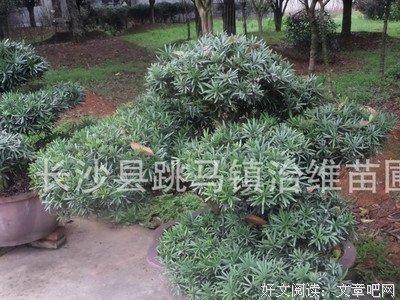 奇异植物立体书读后感锦集