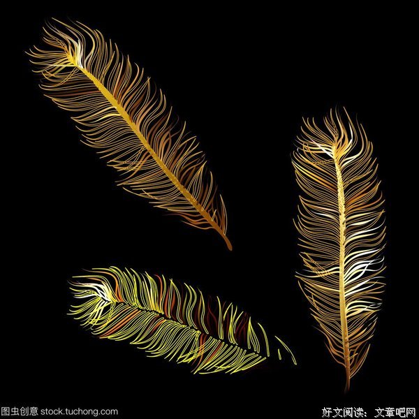 《鸟的魔力》读后感摘抄