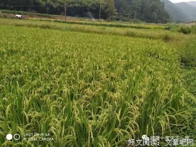 关于而心种学水走初而心种的优美句子