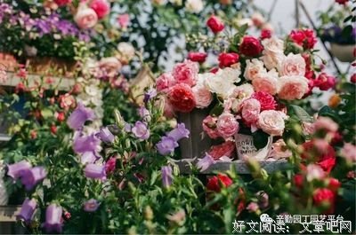 《人间情书》读后感锦集
