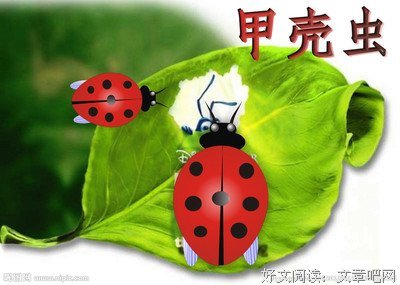 《甲壳虫的全球史》读后感100字