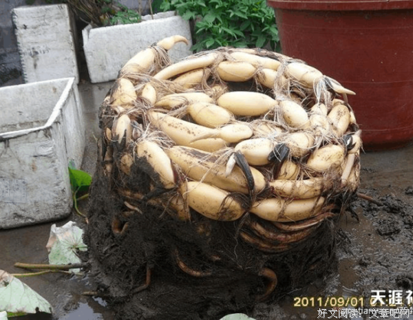 阳台菜园经典读后感有感