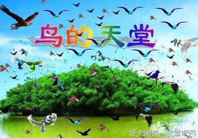 鸟类读后感锦集