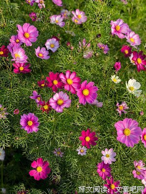 《一路格桑花》经典观后感集