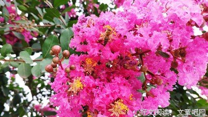 《八九十枝花》读后感精选
