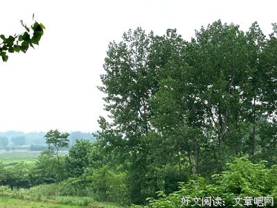 赵桥村读后感锦集