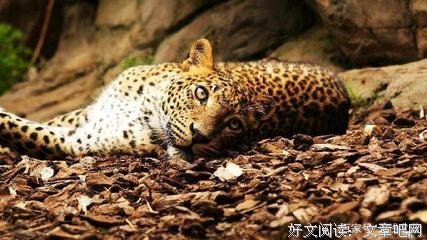 对你的上觉走起为自风一句爱你句子