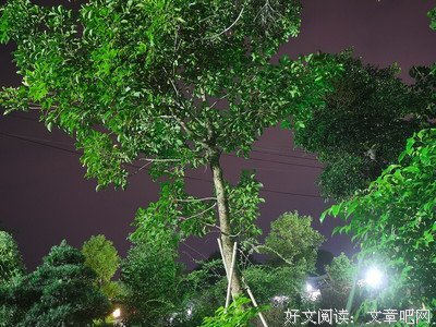 情话微凉