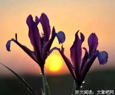 最全的《盛开》经典句子