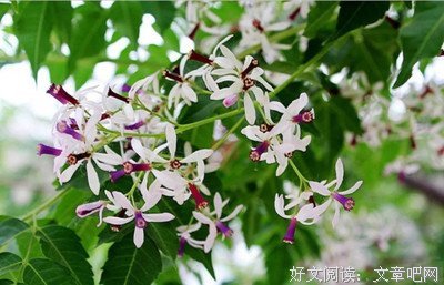 《知言》经典的句子大全