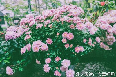 最新的《秋酿》语录摘抄