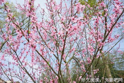 我们还会再见吗读后感锦集