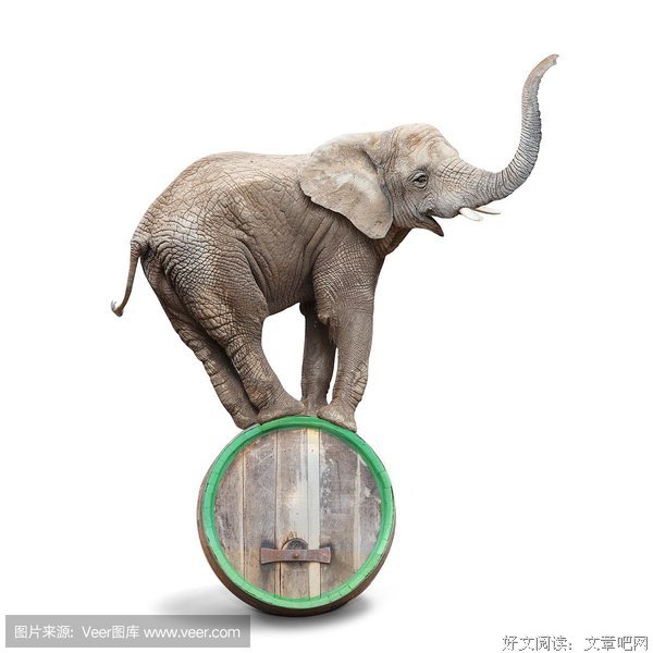 大象马戏团读后感锦集
