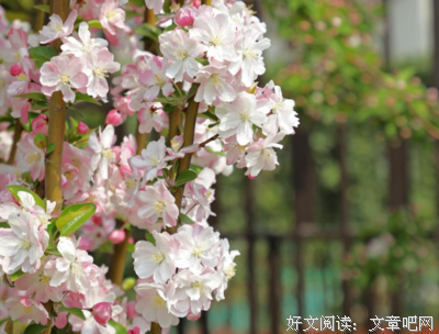 《海棠花未眠》读后感精选