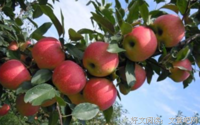 关于枝繁叶茂的语句