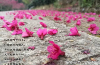 梦里花落知多少优美的句子