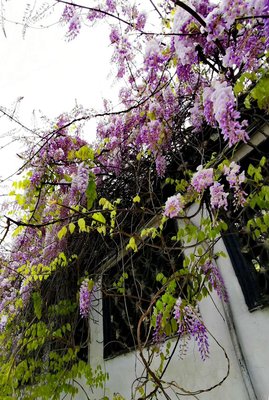 最新的《紫藤》佳句摘抄大全