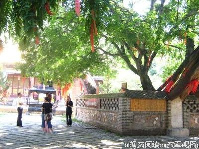 从容的告别读后感100字