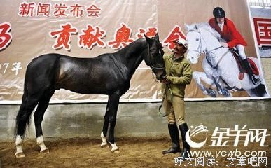 卖马的女人读后感锦集