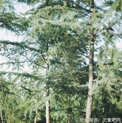 草间情话读后感锦集