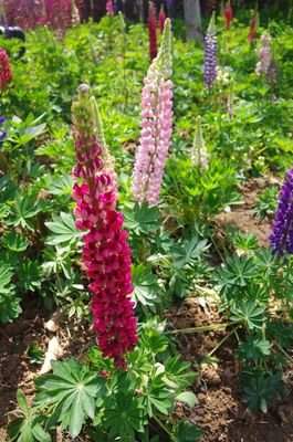 《幻想之爱》经典观后感1000字