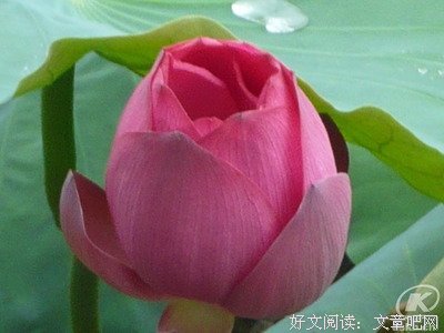 风华绝代的句子