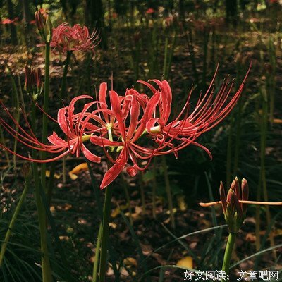 彼岸花开句子