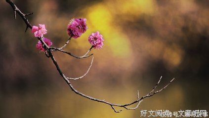 有关崔道融名言大全