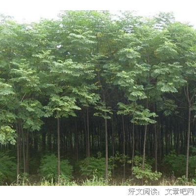 最经典的《苦炼》小说摘抄